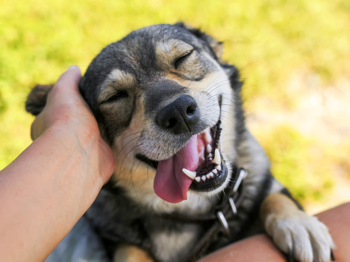 Petting-dogs