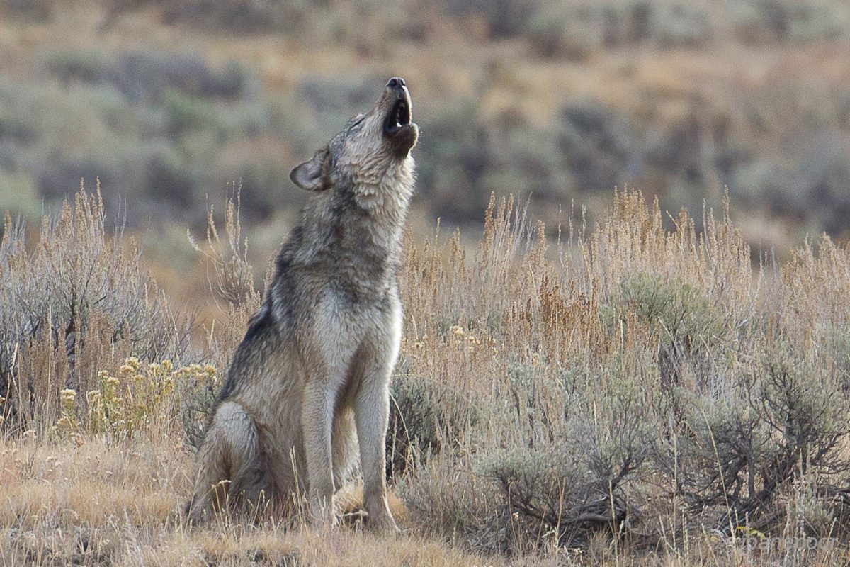 Wolf-in-wild