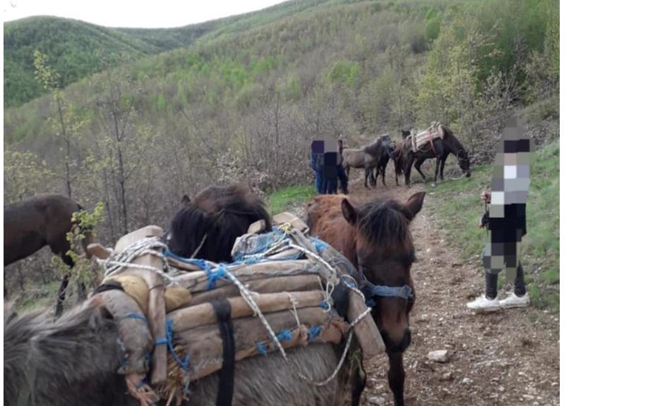 Policia Kufitare e rajonit Lindje parandalon kontrabandimit të kafshëve
