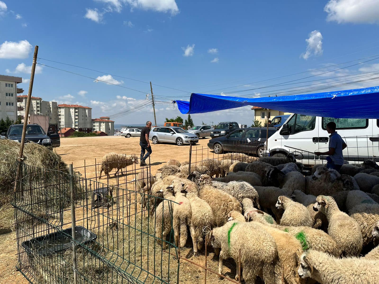 Komuna e Prishtines ndalon therrjen e kafsheve ne rruge per Kurban Bajram