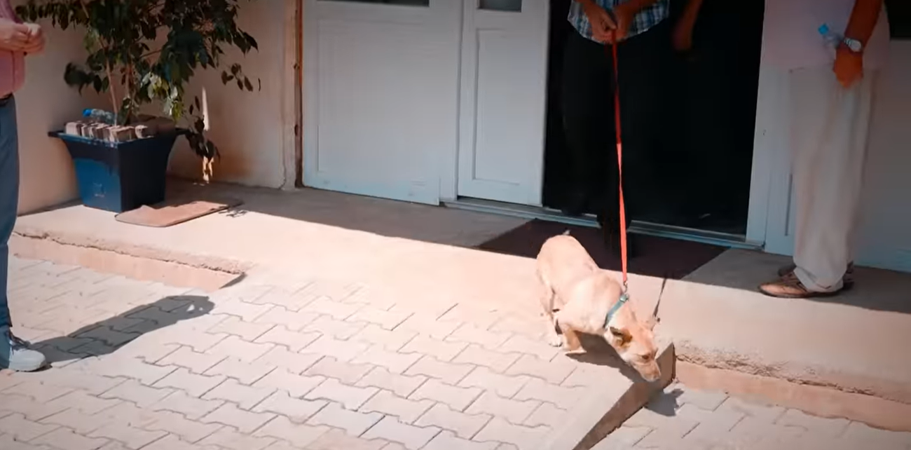 Komuna e Prishtines-Adoptimi i Qenve
