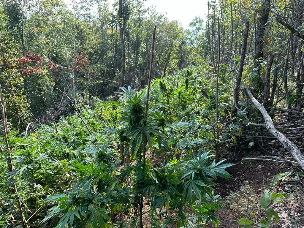Policia gjen plantacion me kanabis